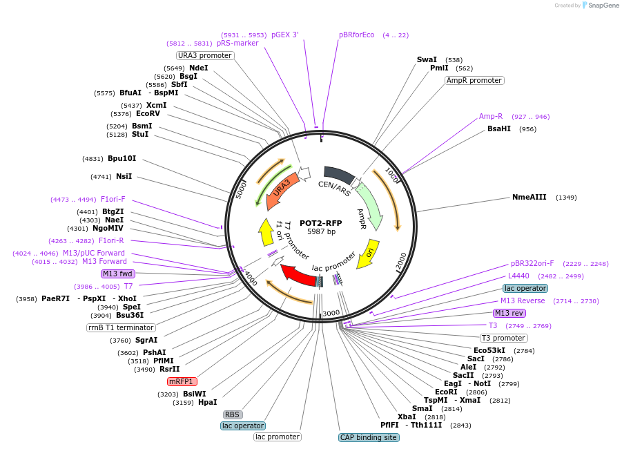 65318-plasmid-map-sequence-id-138713
