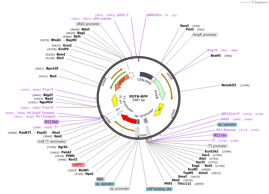 65324-plasmid-map-sequence-id-138717