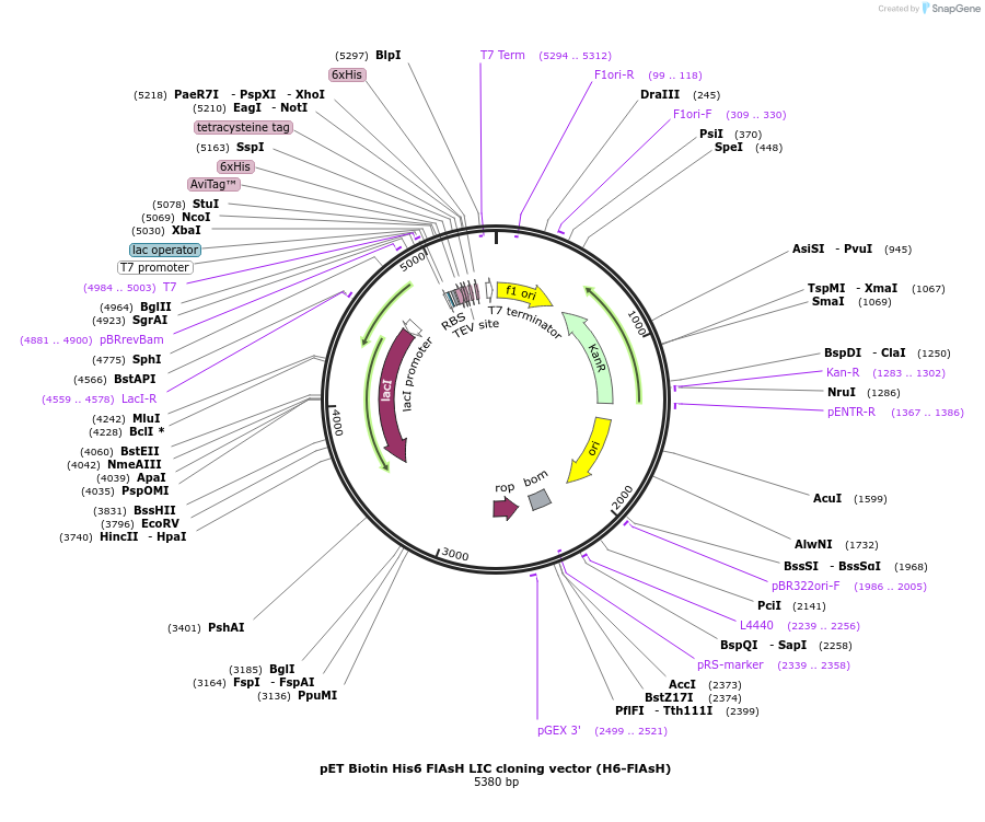 30184-plasmid-map-sequence-id-13872