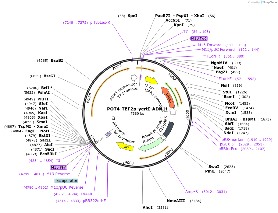 65356-plasmid-map-sequence-id-138730