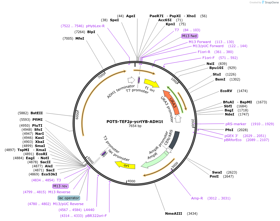 65359-plasmid-map-sequence-id-138758