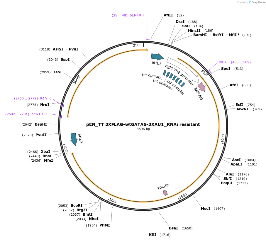 72922-plasmid-map-sequence-id-138771