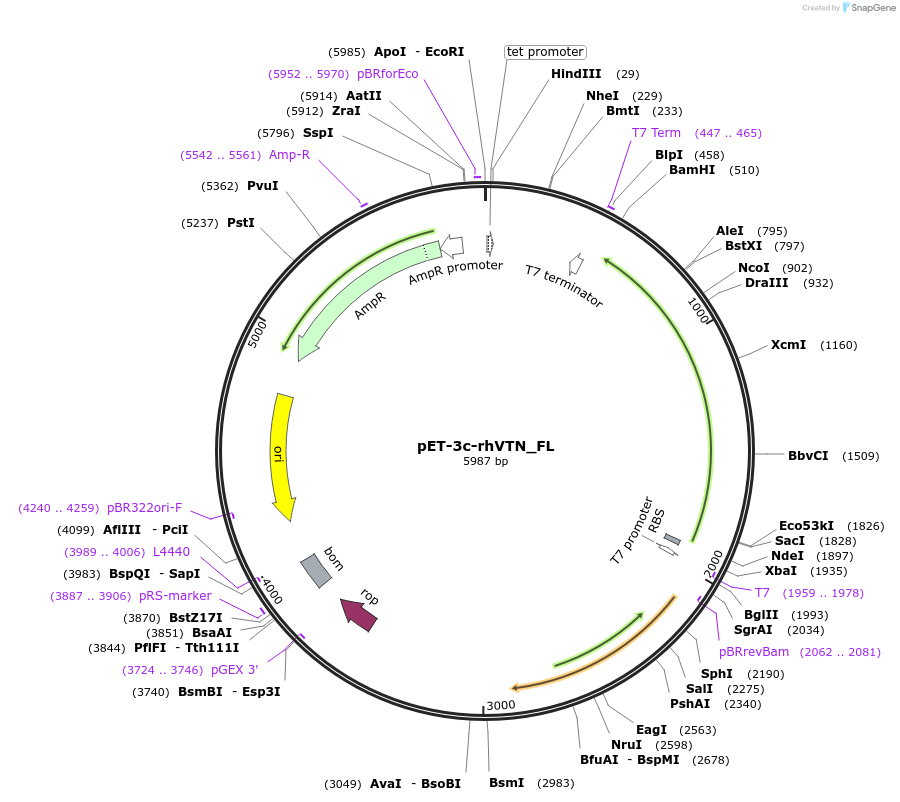 30223-plasmid-map-sequence-id-13879