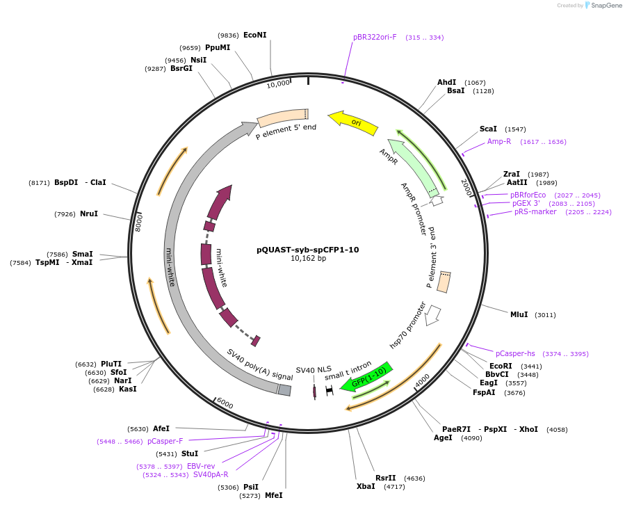 73699-plasmid-map-sequence-id-138814
