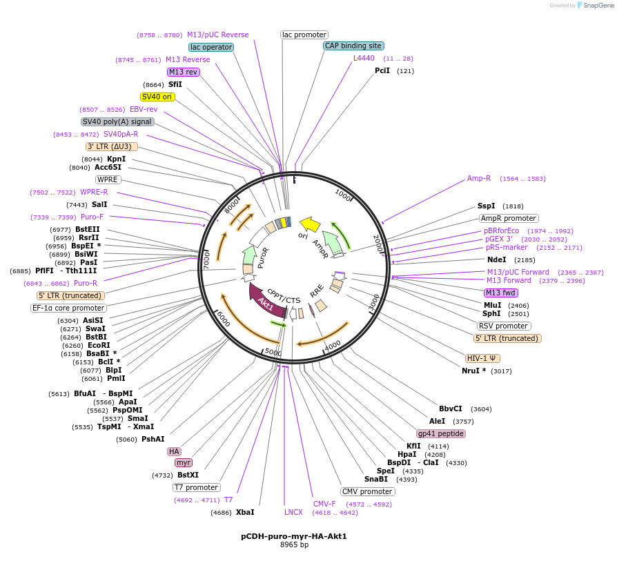 46969-plasmid-map-sequence-id-138816