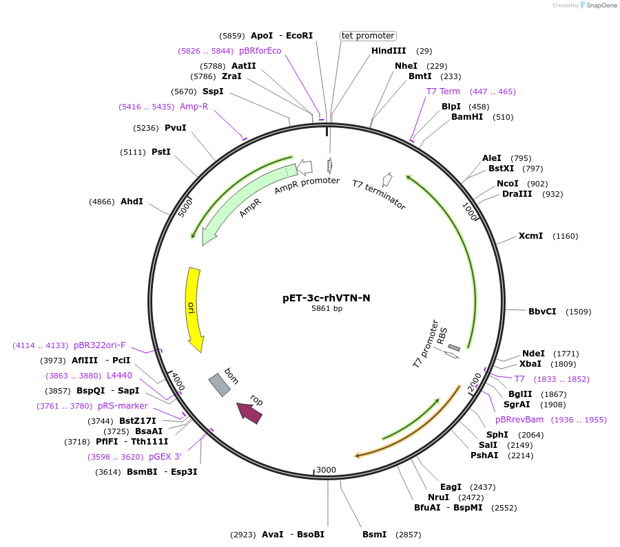 30225-plasmid-map-sequence-id-13883