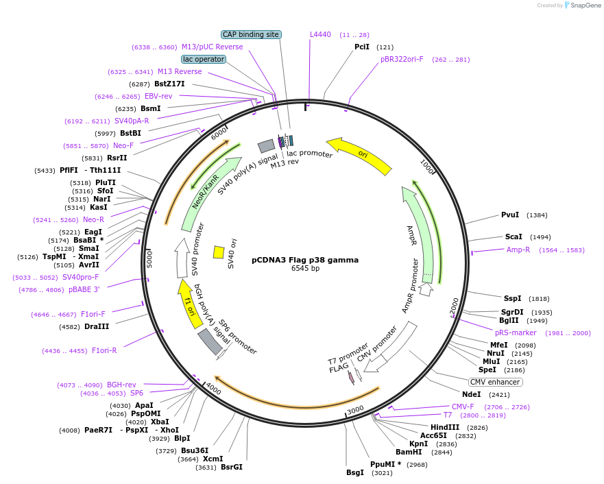 20353-plasmid-map-sequence-id-138830