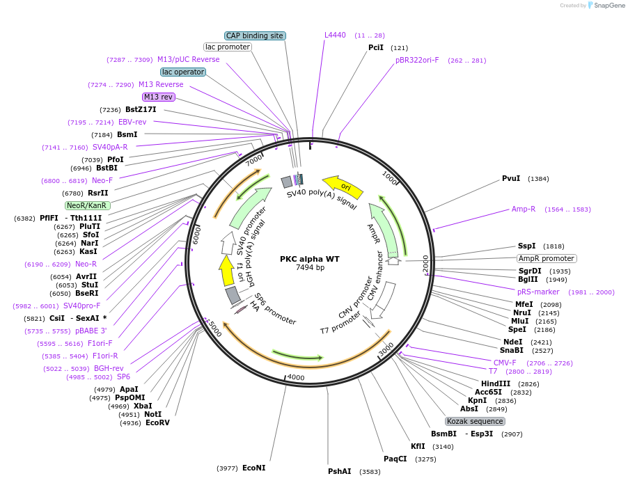 21232-plasmid-map-sequence-id-138835