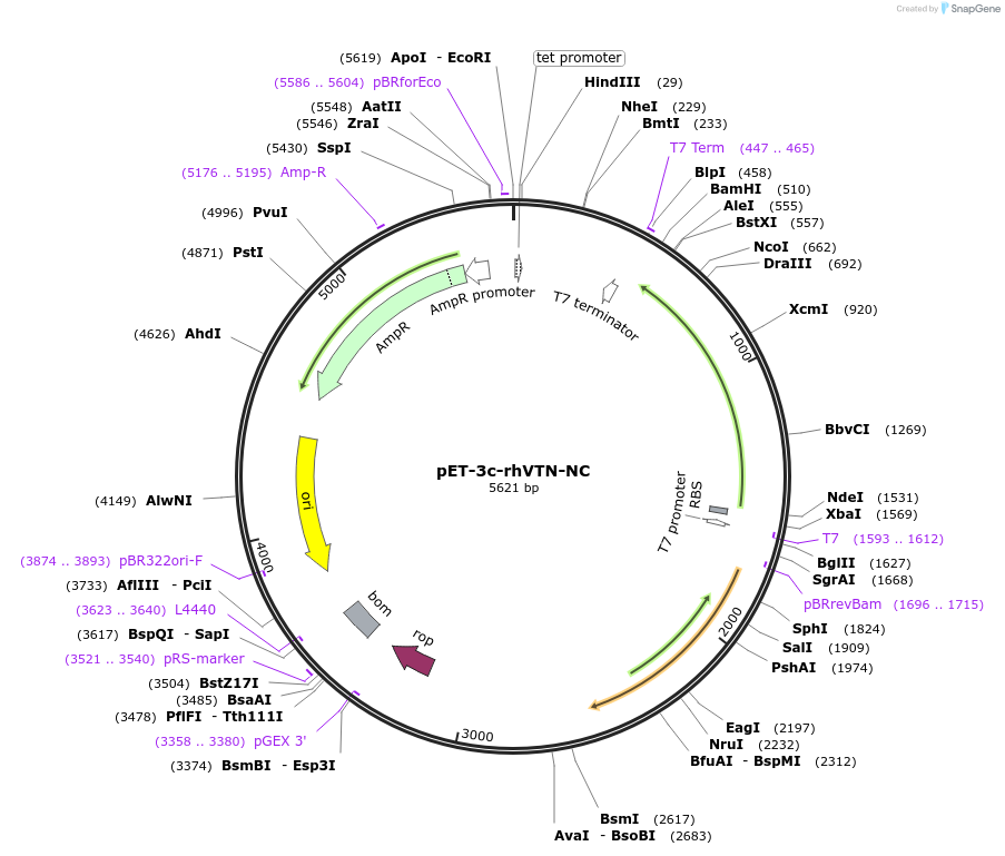 30226-plasmid-map-sequence-id-13884