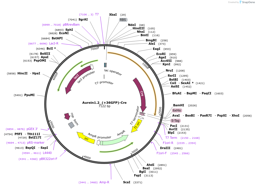 71748-plasmid-map-sequence-id-138848