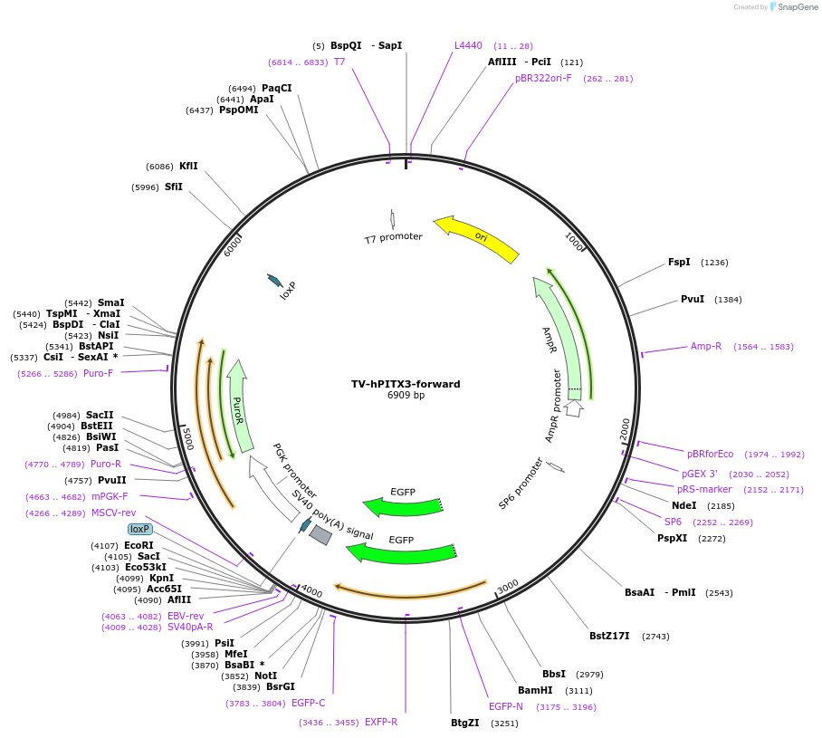 22073-plasmid-map-sequence-id-138857