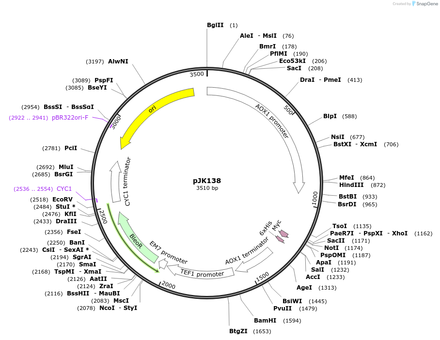 73314-plasmid-map-sequence-id-138890