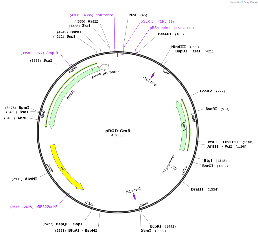 74106-plasmid-map-sequence-id-138905