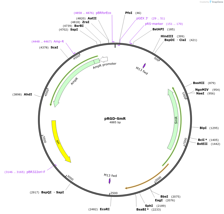 74109-plasmid-map-sequence-id-138908