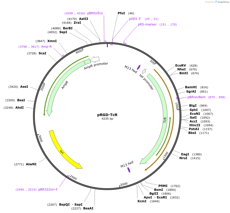 74110-plasmid-map-sequence-id-138909