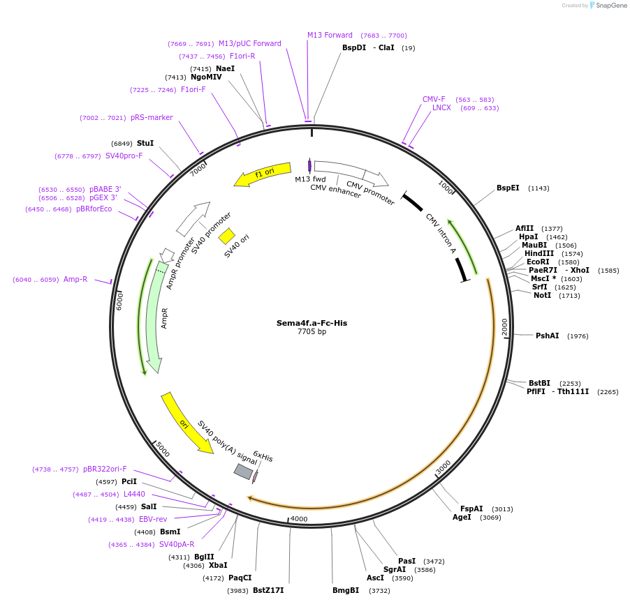 138937_map