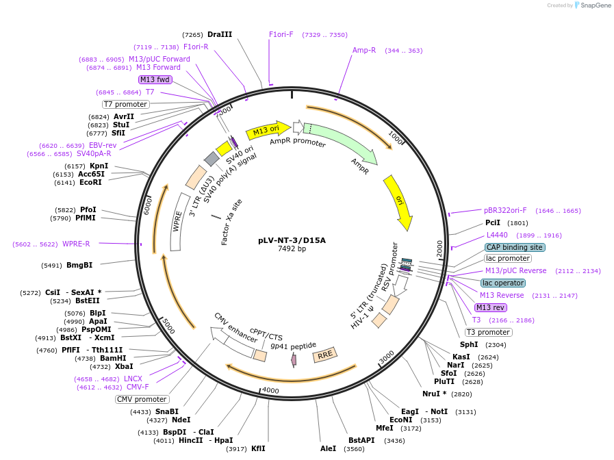 73035-plasmid-map-sequence-id-138968