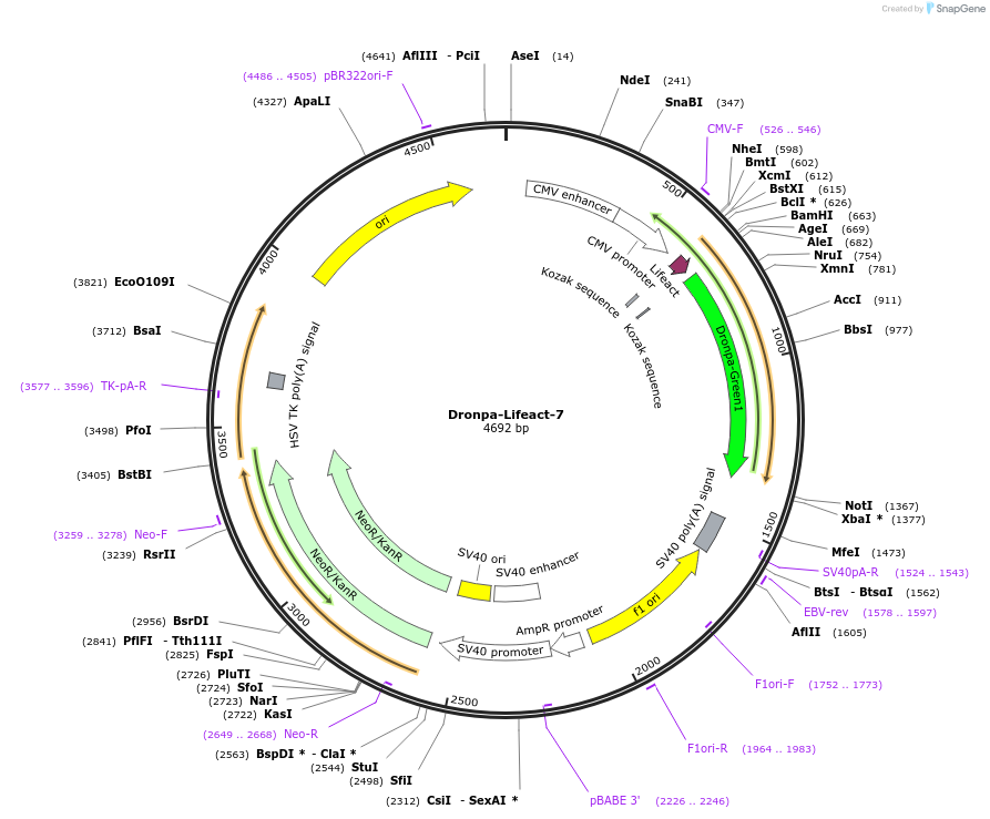 54740-plasmid-map-sequence-id-138982