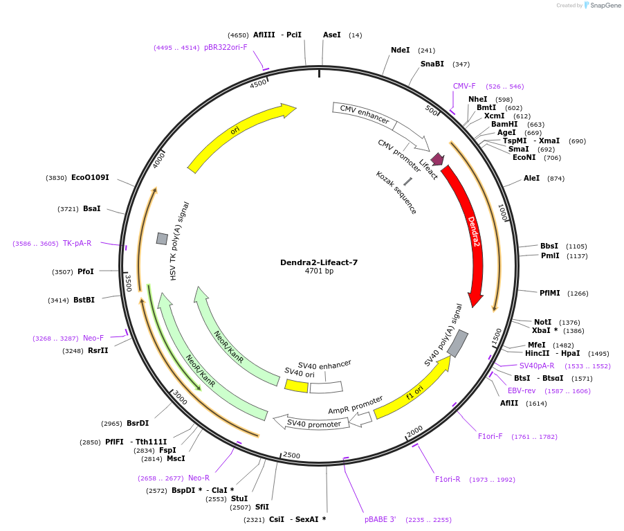 54694-plasmid-map-sequence-id-138985