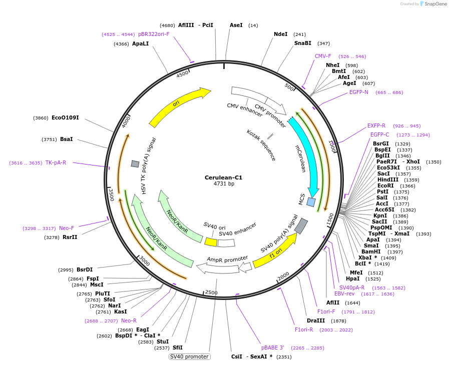 54604-plasmid-map-sequence-id-138986