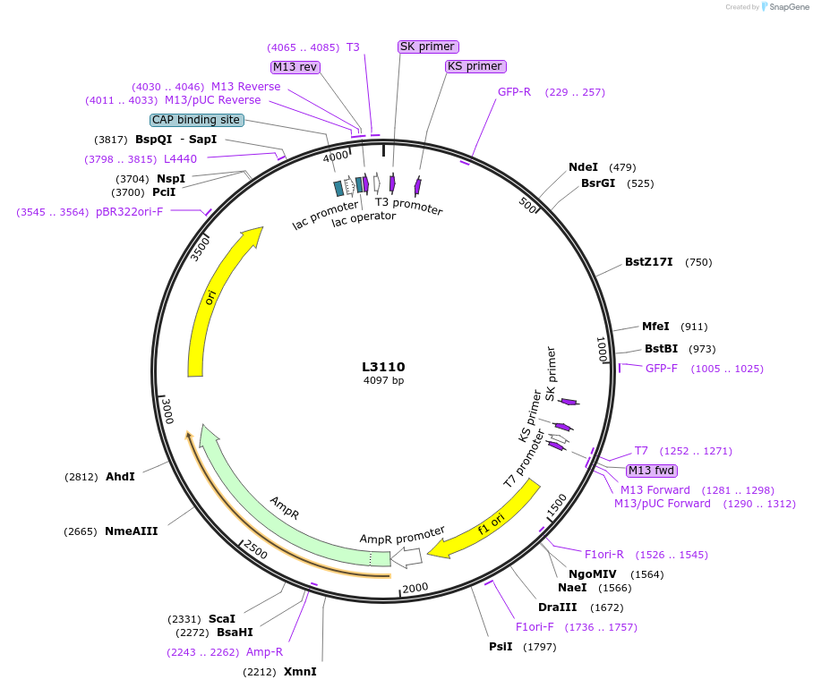 1529-plasmid-map-sequence-id-139