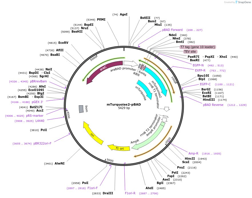 54844-plasmid-map-sequence-id-139002
