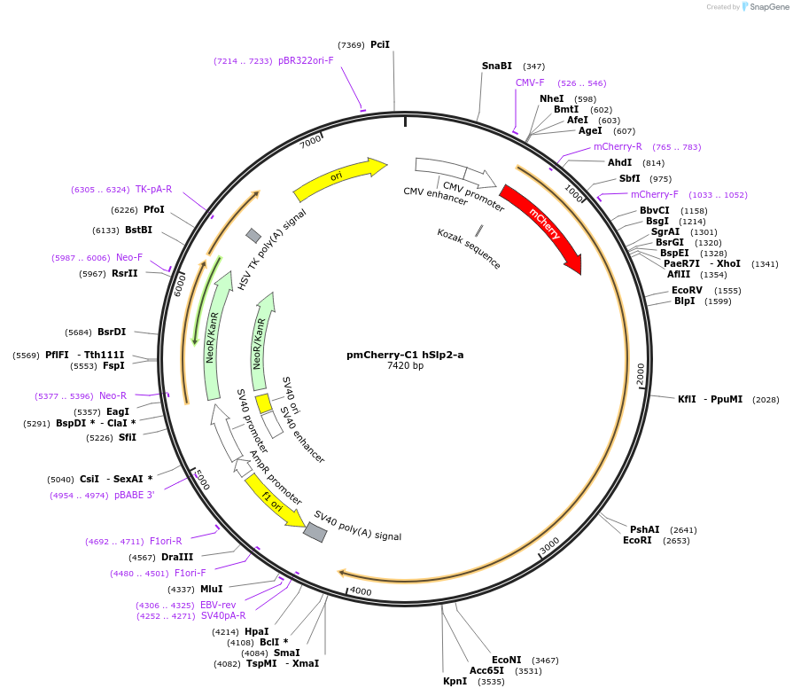 40056-plasmid-map-sequence-id-139005