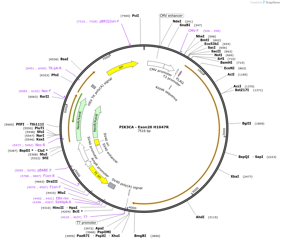 16639-plasmid-map-sequence-id-139015