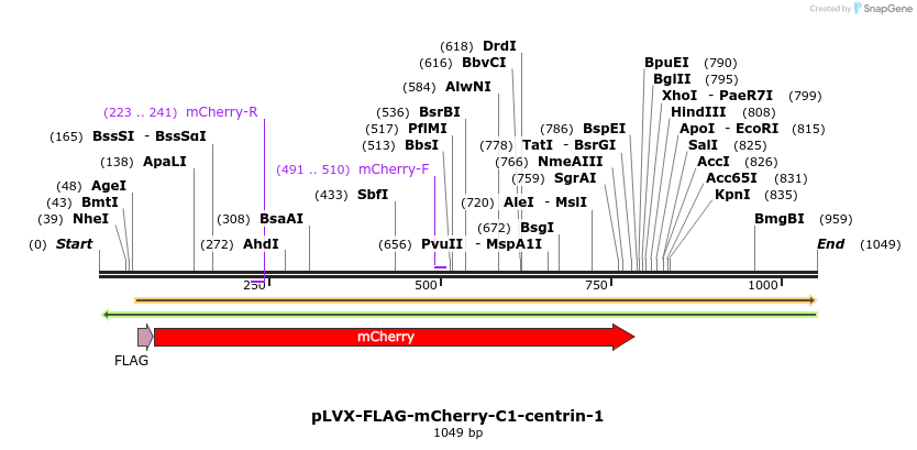 139025_map