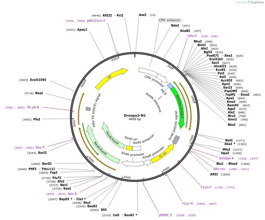 54682-plasmid-map-sequence-id-139033