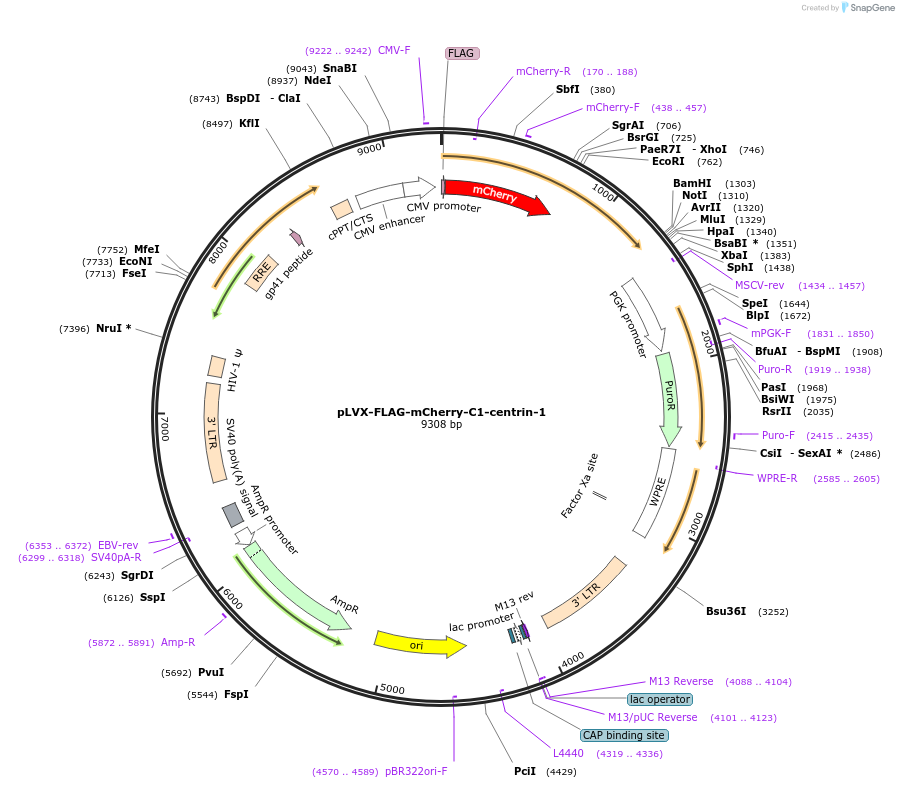 73333-plasmid-map-sequence-id-139042