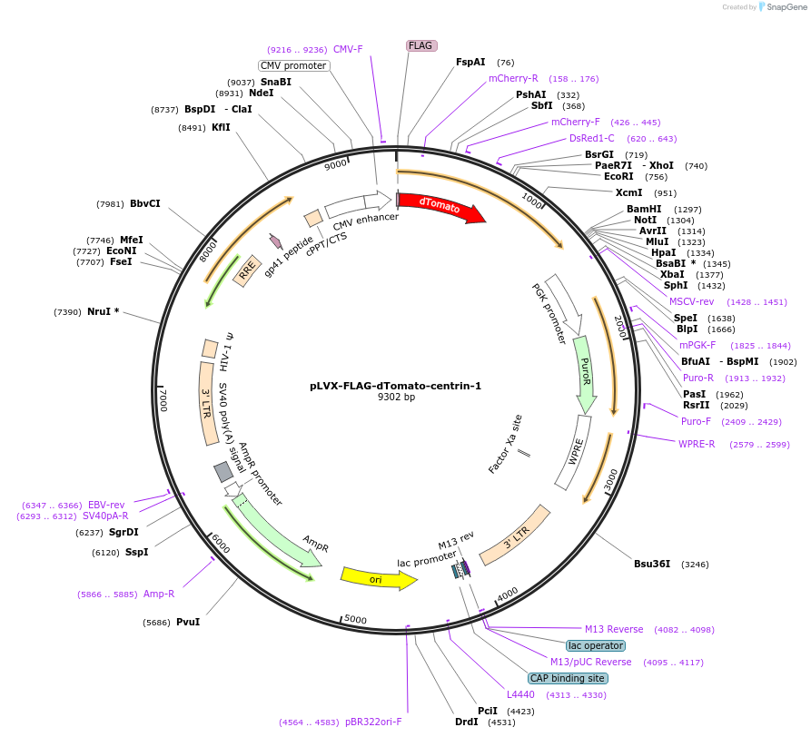 73332-plasmid-map-sequence-id-139043
