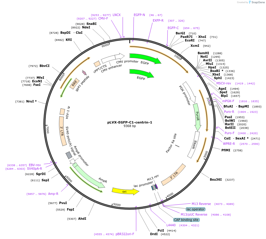 73331-plasmid-map-sequence-id-139044