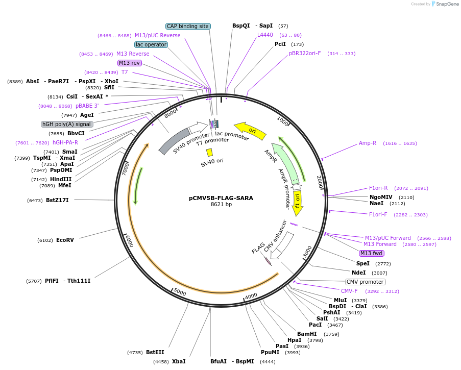 11738-plasmid-map-sequence-id-139066