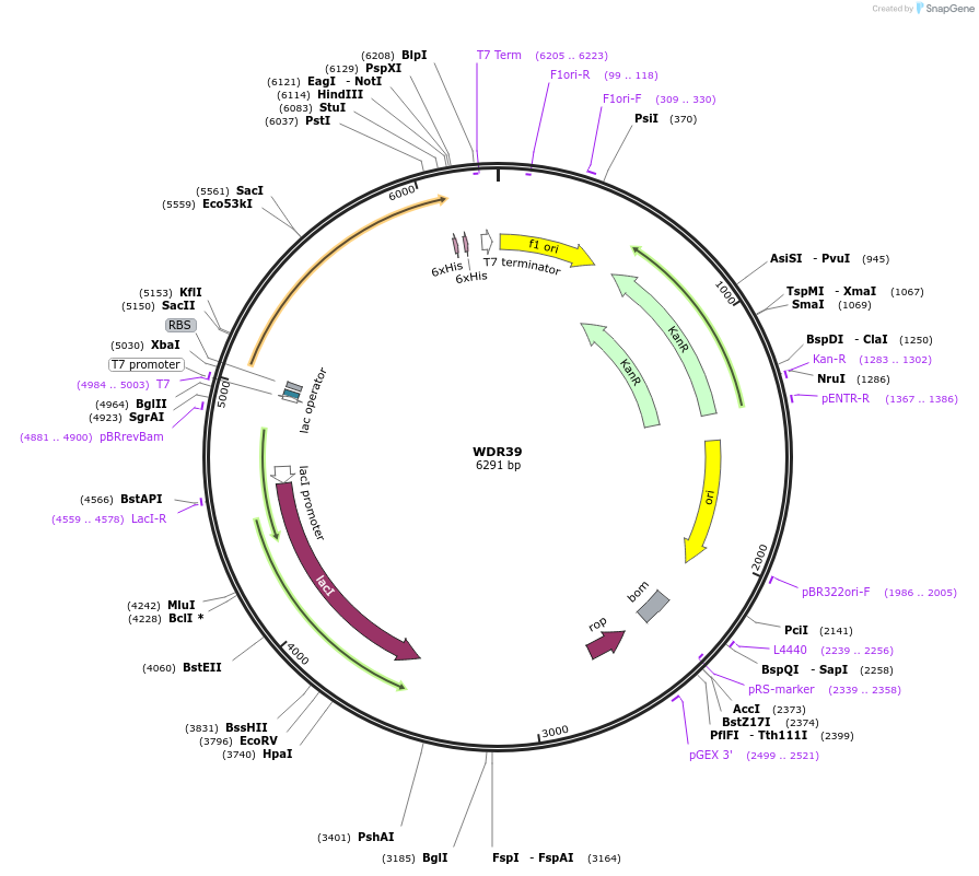 25308-plasmid-map-sequence-id-139124