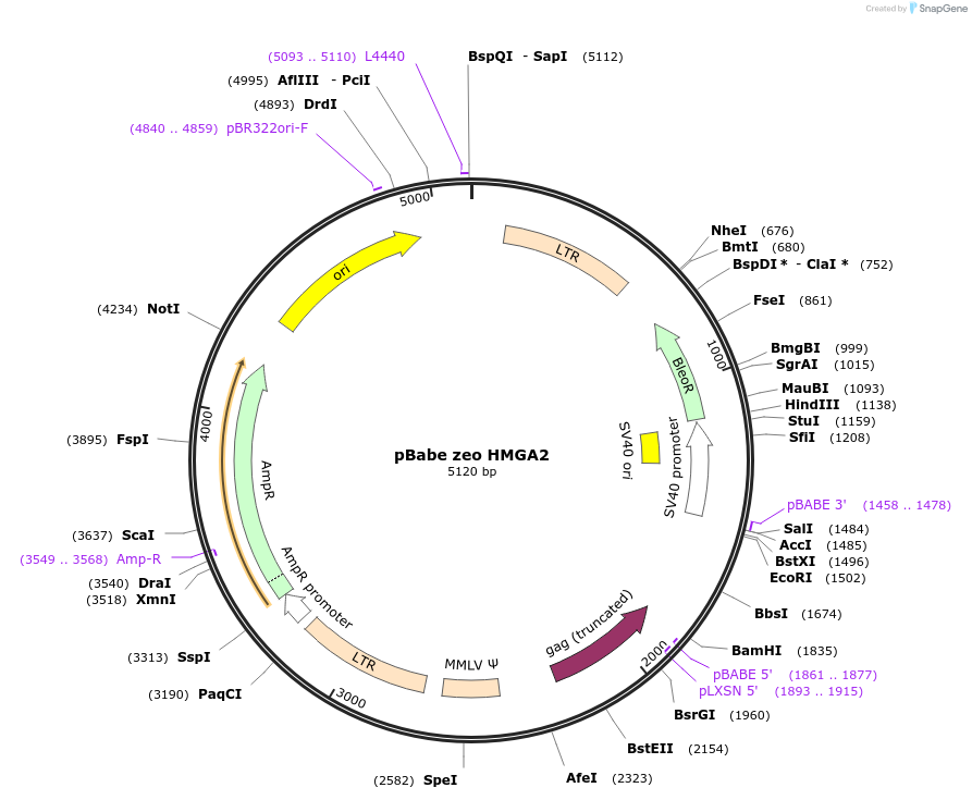 17411-plasmid-map-sequence-id-139126