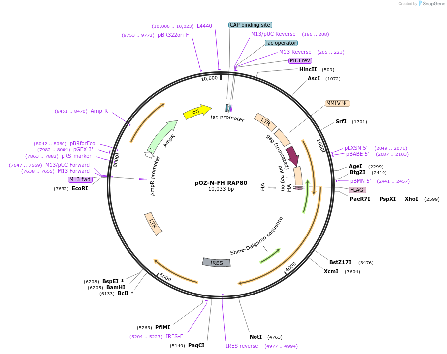 27501-plasmid-map-sequence-id-139139