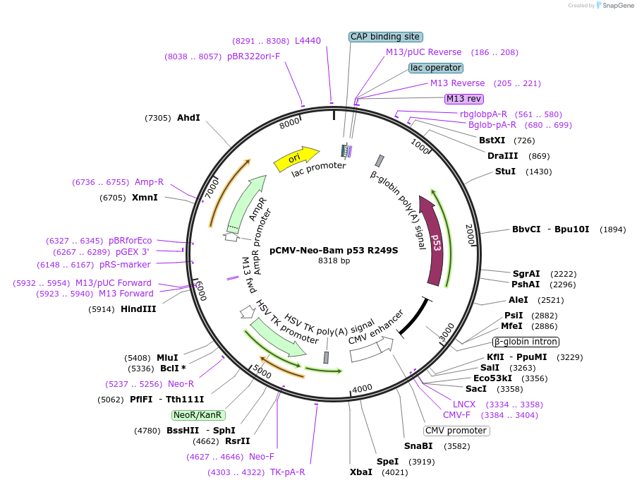 16438-plasmid-map-sequence-id-139142