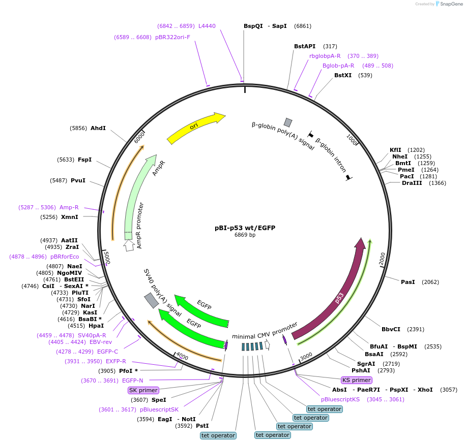 16543-plasmid-map-sequence-id-139148