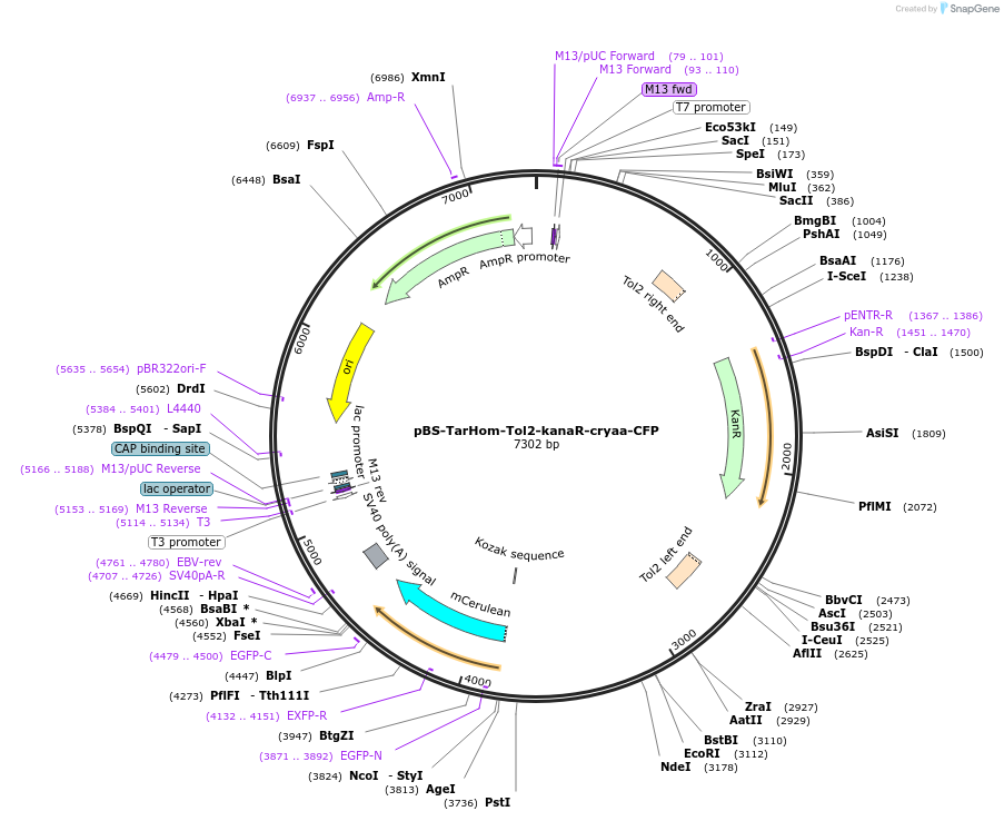 74151-plasmid-map-sequence-id-139149