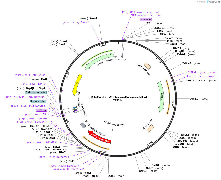 74152-plasmid-map-sequence-id-139151
