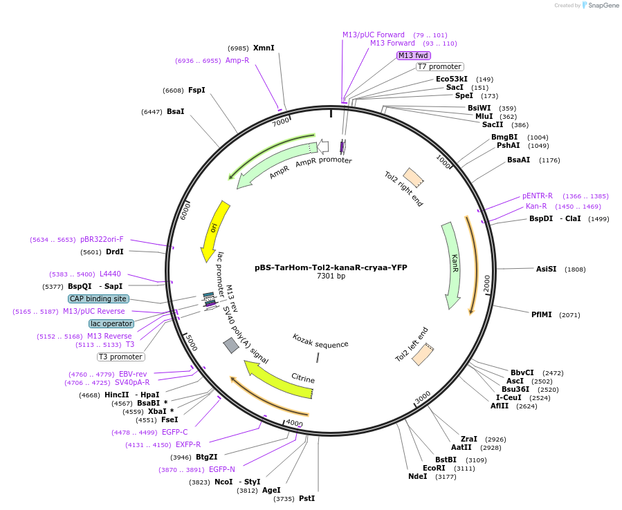 74154-plasmid-map-sequence-id-139152