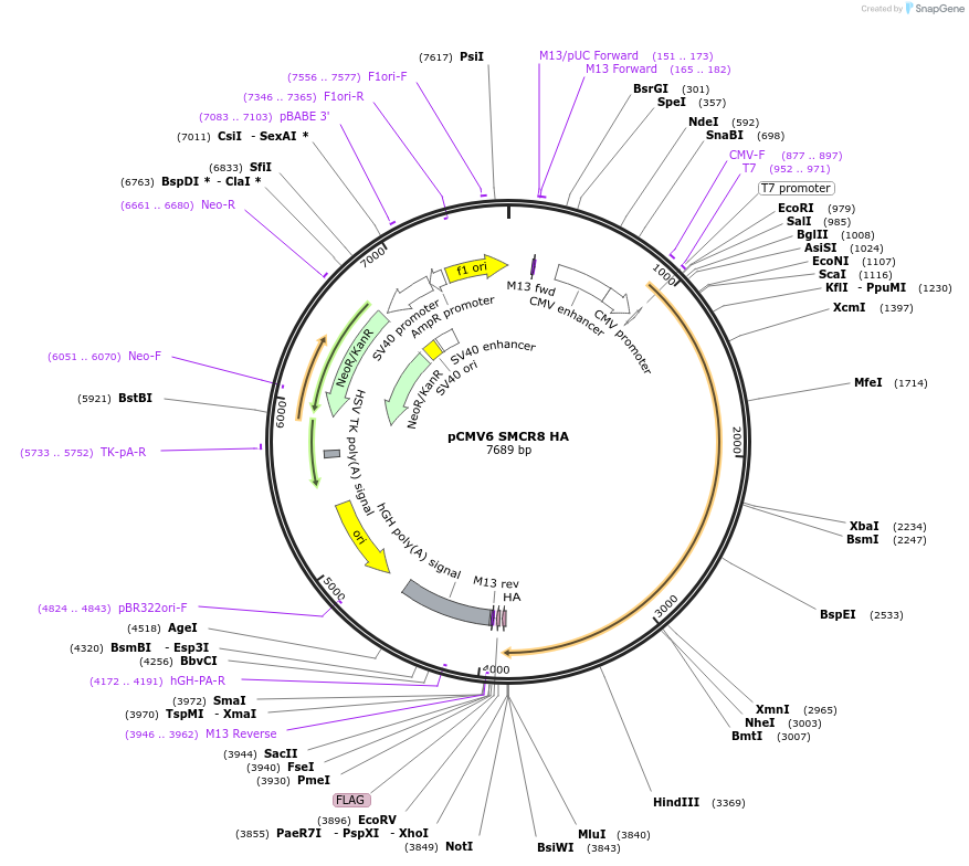 74158-plasmid-map-sequence-id-139169