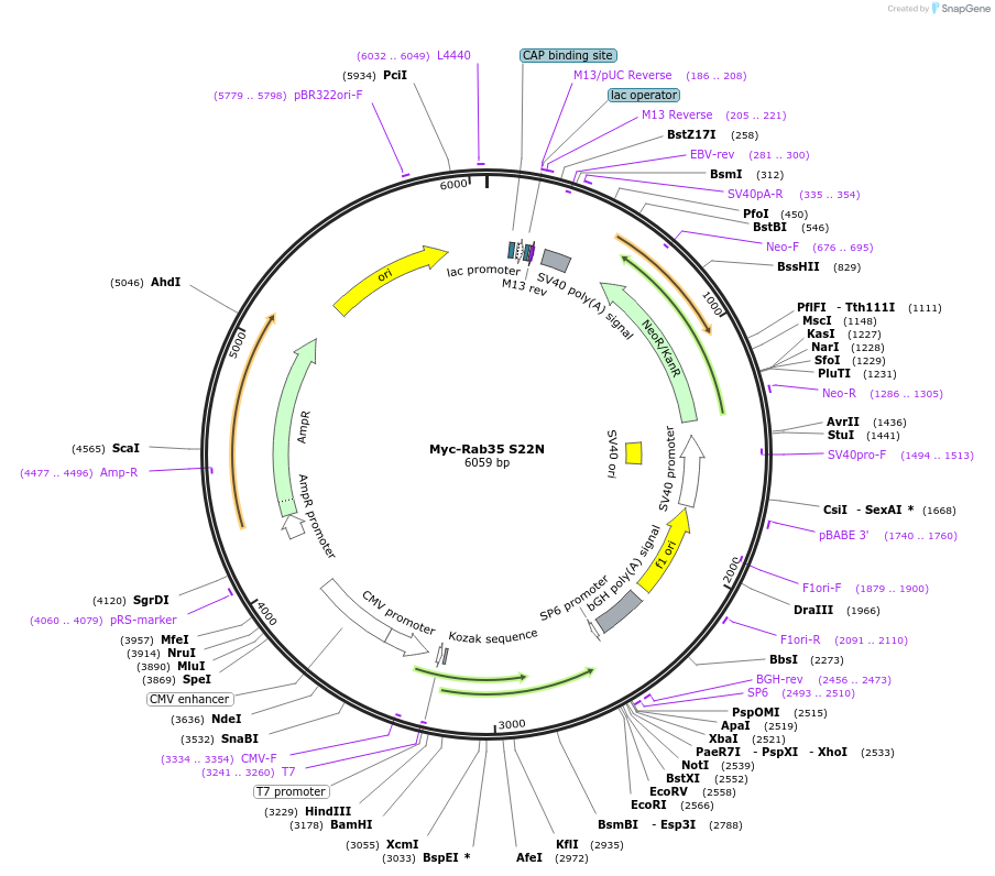 47435-plasmid-map-sequence-id-139173