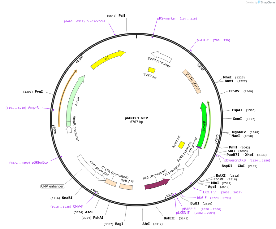 10676-plasmid-map-sequence-id-139182