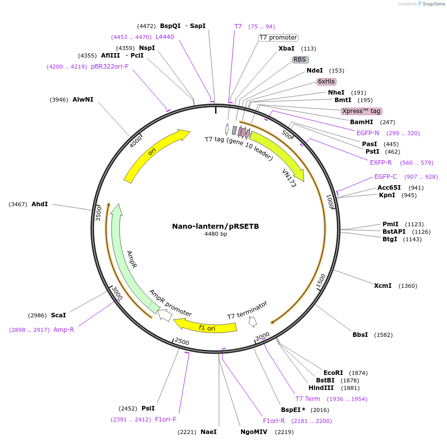 51969-plasmid-map-sequence-id-139183
