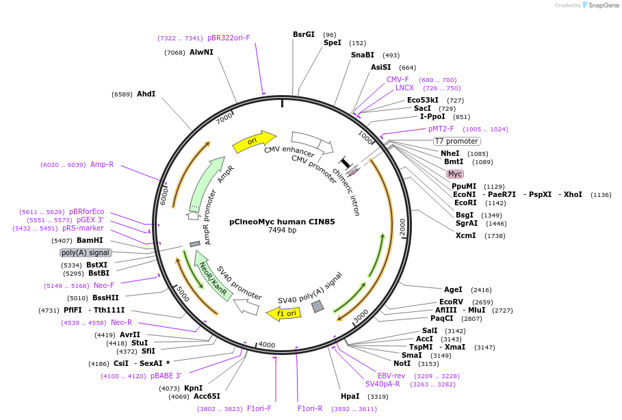 47935-plasmid-map-sequence-id-139187