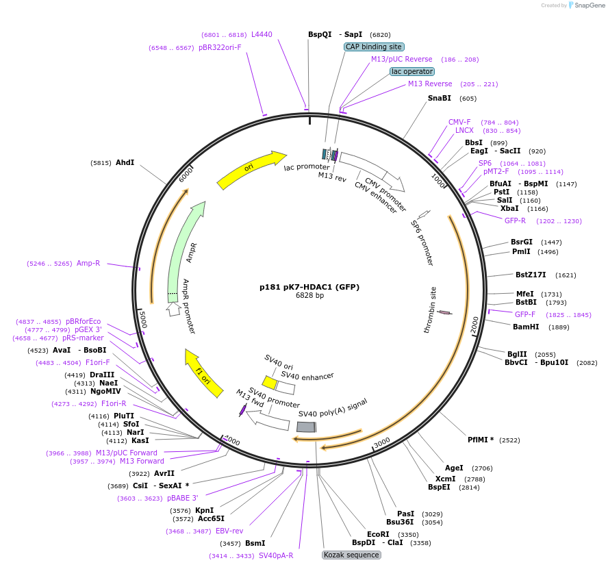 11054-plasmid-map-sequence-id-139192