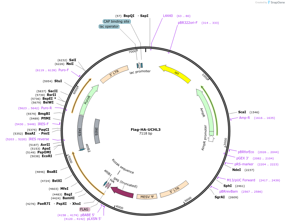 22564-plasmid-map-sequence-id-139196