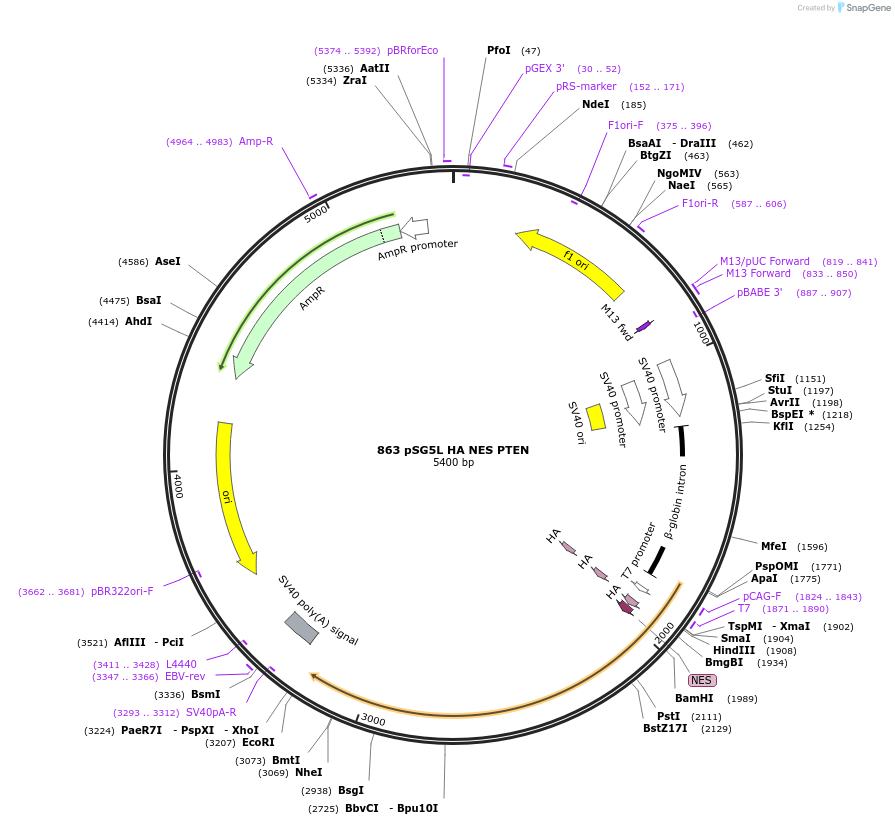 10932-plasmid-map-sequence-id-139203